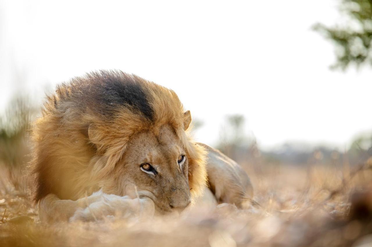 Вилла Jabulani Safari Kapama Game Reserve Экстерьер фото